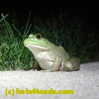 /home//u458753944/public_html/sourcegallery//Frogs/More bullfrogs/P6080138.JPG